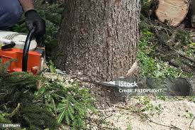 Best Tree Health Inspection  in Kenton, TN