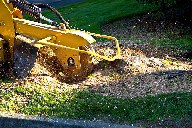 Best Tree Risk Assessment  in Kenton, TN