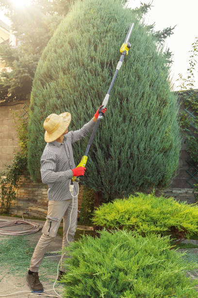 Best Tree Removal  in Kenton, TN