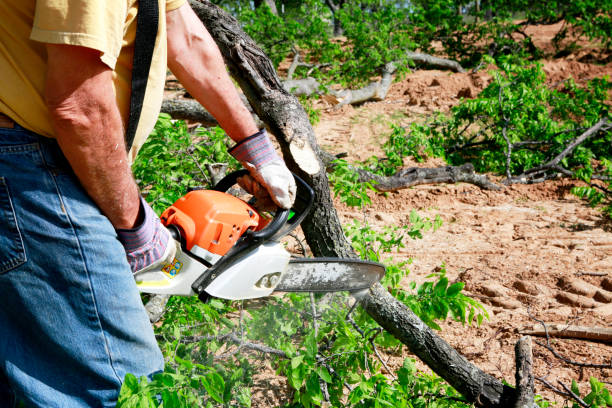 Best Pest Control for Lawns  in Kenton, TN